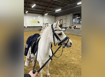 Galés-A, Caballo castrado, 5 años, 117 cm, Palomino