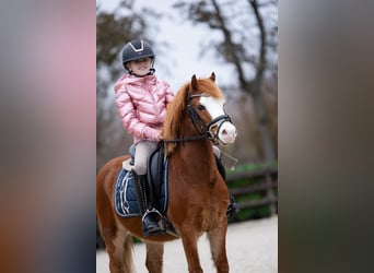 Galés-A, Caballo castrado, 5 años, 118 cm, Alazán rojizo