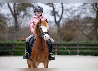 Galés-A, Caballo castrado, 5 años, 118 cm, Alazán rojizo