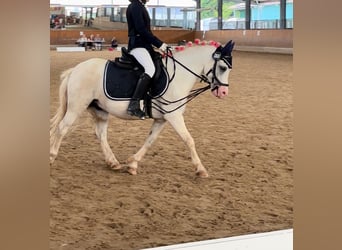 Galés-A, Caballo castrado, 5 años, 118 cm, Tordo