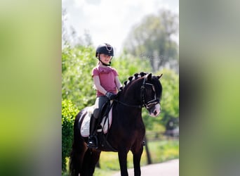 Galés-A, Caballo castrado, 5 años, 119 cm, Morcillo