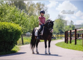 Galés-A, Caballo castrado, 5 años, 119 cm, Morcillo