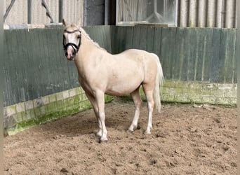 Galés-A, Caballo castrado, 5 años, 120 cm, Palomino