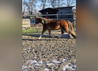 Galés-A, Caballo castrado, 5 años, 121 cm, Alazán