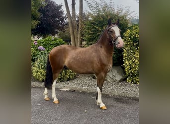 Galés-A, Caballo castrado, 5 años, 121 cm, Castaño rojizo