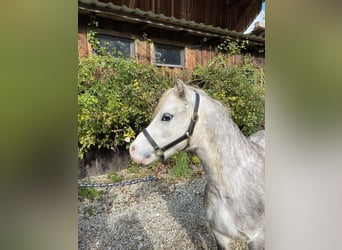 Galés-A, Caballo castrado, 5 años, 123 cm, Tordo