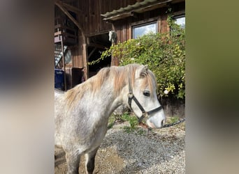 Galés-A, Caballo castrado, 5 años, 123 cm, Tordo