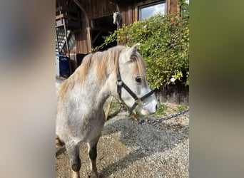 Galés-A, Caballo castrado, 5 años, 123 cm, Tordo