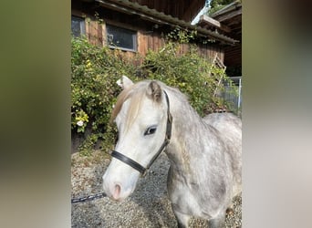 Galés-A, Caballo castrado, 5 años, 123 cm, Tordo