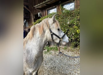 Galés-A, Caballo castrado, 5 años, 123 cm, Tordo