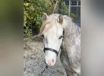 Galés-A, Caballo castrado, 5 años, 123 cm, Tordo