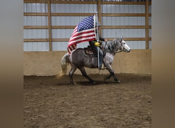 Galés-A Mestizo, Caballo castrado, 5 años, 142 cm