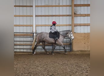 Galés-A Mestizo, Caballo castrado, 5 años, 142 cm, Tordo