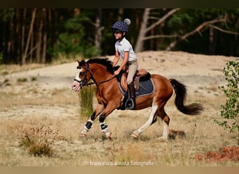 Galés-A, Caballo castrado, 6 años, 114 cm, Castaño