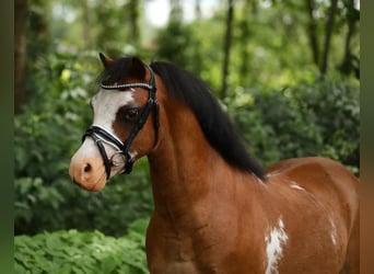 Galés-A, Caballo castrado, 6 años, 114 cm, Castaño