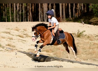 Galés-A, Caballo castrado, 6 años, 114 cm, Castaño