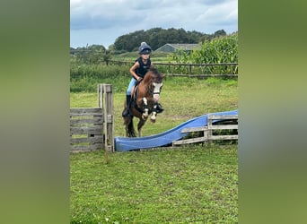 Galés-A, Caballo castrado, 6 años, 114 cm, Castaño