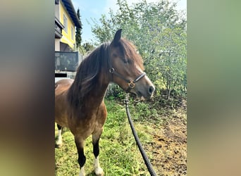 Galés-A, Caballo castrado, 6 años, 115 cm, Castaño