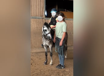 Galés-A, Caballo castrado, 6 años, 115 cm, Musgo