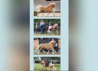 Galés-A, Caballo castrado, 6 años, 117 cm, Palomino