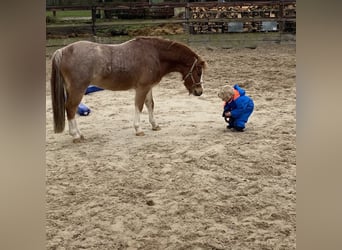 Galés-A, Caballo castrado, 6 años, 117 cm, Ruano alazán