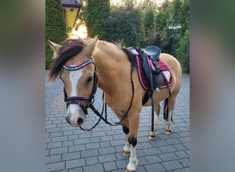 Galés-A, Caballo castrado, 6 años, 118 cm, Buckskin/Bayo