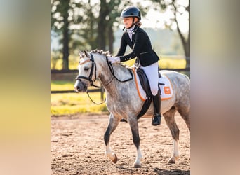 Galés-A, Caballo castrado, 6 años, 119 cm, Porcelana