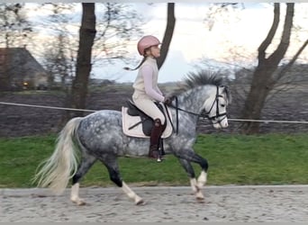 Galés-A, Caballo castrado, 6 años, 119 cm, Porcelana