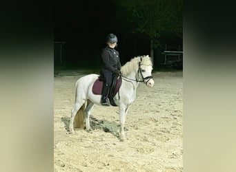 Galés-A, Caballo castrado, 6 años, 119 cm, Porcelana