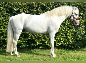 Galés-A, Caballo castrado, 6 años, 119 cm, Porcelana