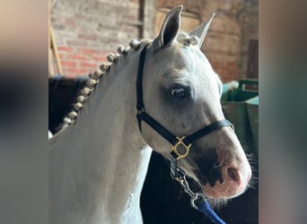 Galés-A, Caballo castrado, 6 años, 119 cm, Porcelana