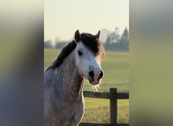 Galés-A, Caballo castrado, 6 años, 119 cm, Tordo