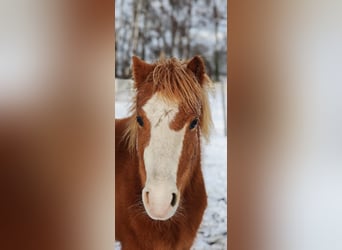 Galés-A, Caballo castrado, 6 años, 120 cm, Alazán