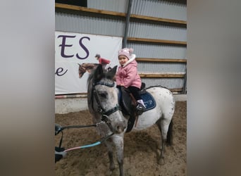 Galés-A, Caballo castrado, 6 años, 120 cm, Atigrado/Moteado