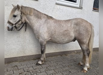 Galés-A Mestizo, Caballo castrado, 6 años, 120 cm