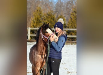 Galés-A, Caballo castrado, 6 años, 120 cm, Castaño-ruano