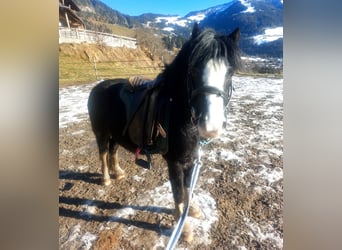 Galés-A, Caballo castrado, 6 años, 120 cm, Negro