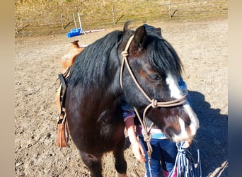 Galés-A, Caballo castrado, 6 años, 120 cm, Negro