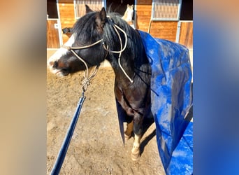 Galés-A, Caballo castrado, 6 años, 120 cm, Negro