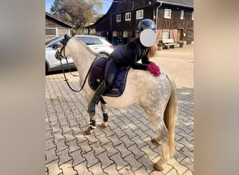 Galés-A, Caballo castrado, 6 años, 120 cm, Tordo