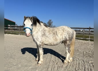 Galés-A, Caballo castrado, 6 años, 120 cm, Tordo