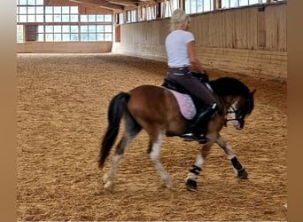 Galés-A, Caballo castrado, 6 años, 122 cm, Castaño