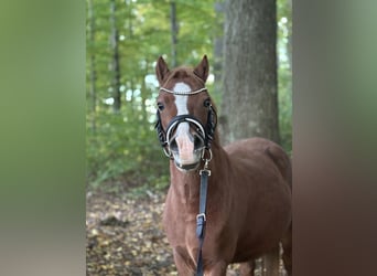 Galés-A, Caballo castrado, 6 años, 123 cm, Alazán