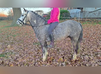 Galés-A, Caballo castrado, 6 años, 123 cm