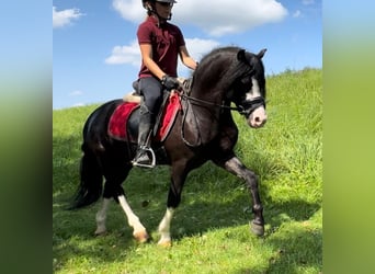 Galés-A, Caballo castrado, 6 años, 124 cm, Negro