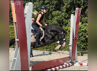 Galés-A, Caballo castrado, 6 años, 124 cm, Negro