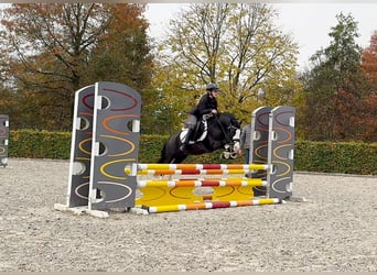 Galés-A, Caballo castrado, 6 años, 124 cm, Negro