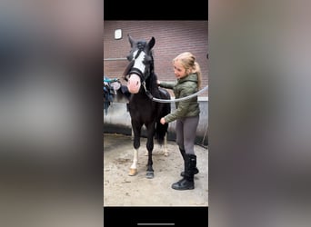 Galés-A, Caballo castrado, 6 años, 124 cm, Negro