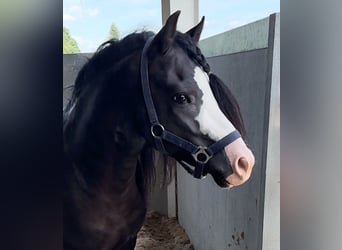 Galés-A, Caballo castrado, 6 años, 124 cm, Negro