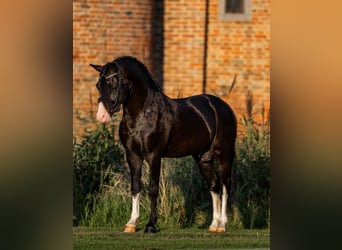 Galés-A, Caballo castrado, 6 años, 124 cm, Negro